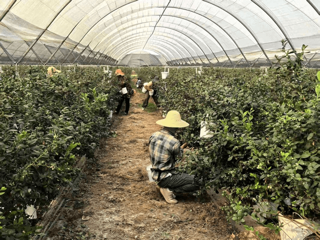 云南勐海县曼勐养村集体增收5倍背后的党建密码